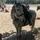 Equestrian_girl