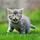 catscrazy_official 