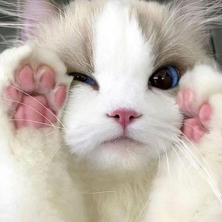 Cute Cat 🌻
