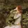 Ophelia