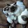 Spoiled Cats
