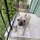 gizmothefrenchie 