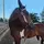 (🛢M.barrelracing🐎)
