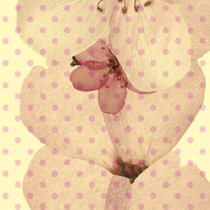 薔薇