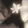 lea