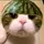 avocaju1cyy