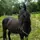 ~°Emma&les chevaux°~