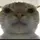 Cat edits