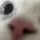 뮤렌