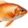 Fish✓ 