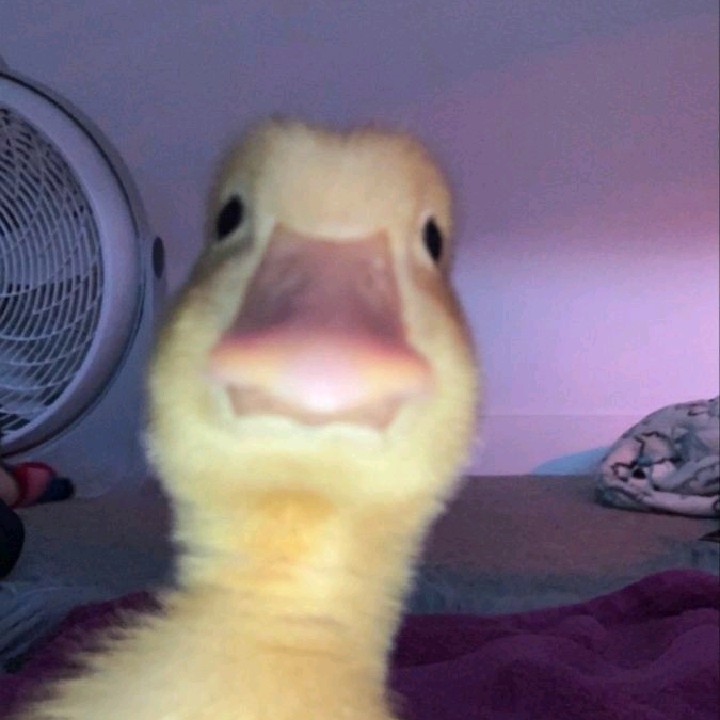 DUCKSUNNY