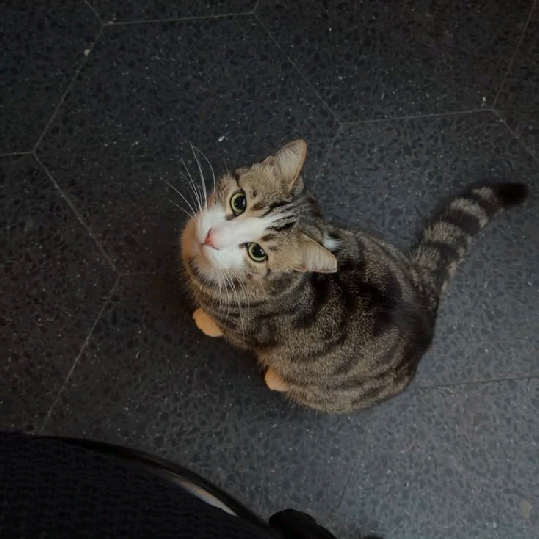 KitKat