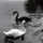 🦢 