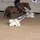 Angie's Horselife