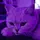 ✝️✨️Tikki✨️✝️