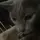 Gajson