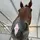 BrookeAshowjumper