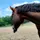 ~°Emma&les chevaux°~