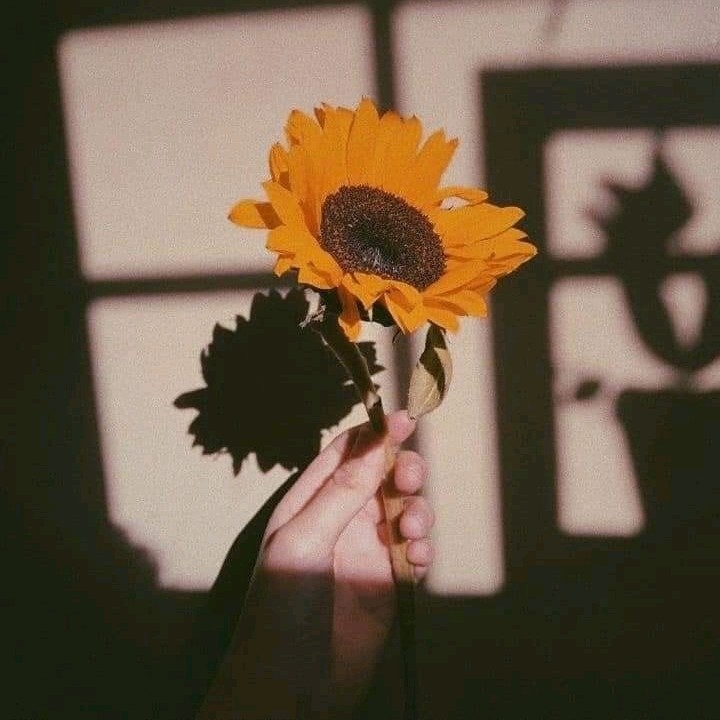 Flowsun🌻 [age]