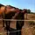 kht_hh_horse ♡
