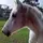 J and Horses