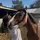 DeuxPoney_Bai