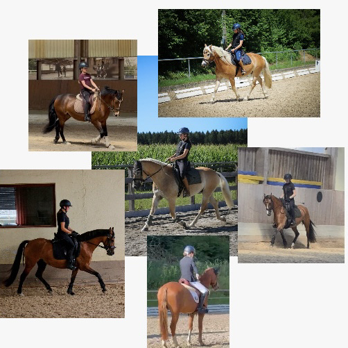 M&A&S_equestrian