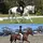 M.J_Equine