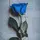 Blue rose rs@