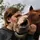Lyle's_eq 