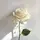 Rose White