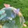 vanilla [AR]