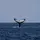 Sgrocean_AS