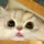 Mr.Munchkin