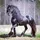 Horsey therian