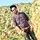 Irfan Abbasi