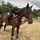 Leah.eqestrian <3