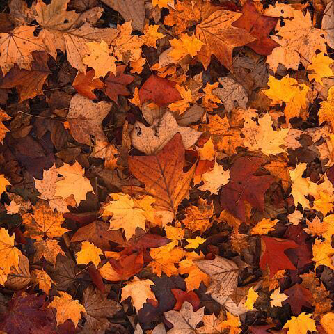 𝓢.𝓵𝓸𝓶𝓮́🎗️🍂