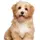 향이