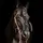 🩵faith…equestrian🩵