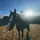 franandthehorses