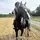 monty_the_pony