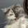 geri.cat