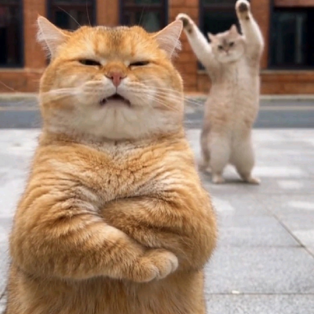 ™ Meong