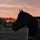 Zoe.eq