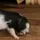 🇲🐷mini pig🥔🇪