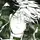  ིྀ🕸️*.LILITH.🦇​᭄