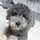 라니Tv(유툽운영)