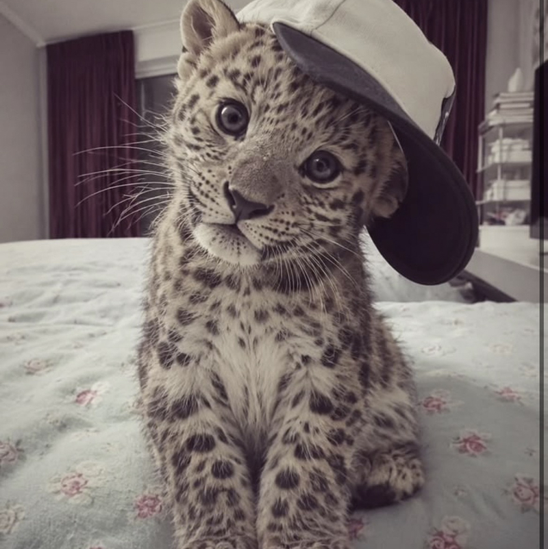 𝓛.