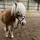 🤍Ida_equestrian🤍